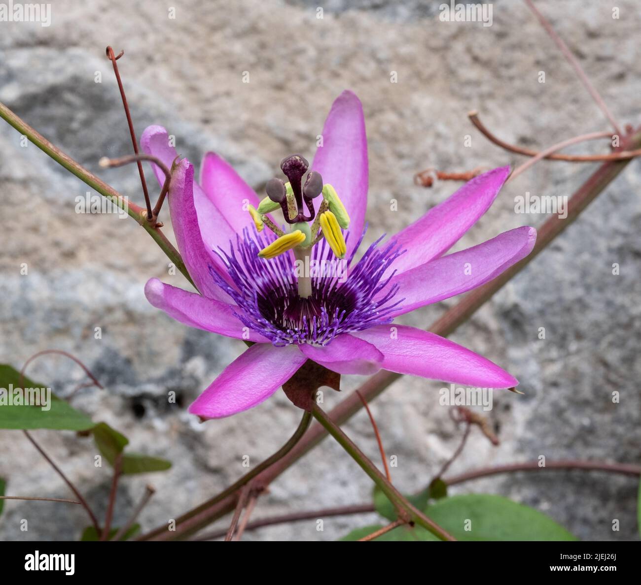 Magnifique fleur rose passion au soleil. Photographié dans une serre à Dunvegan, île de Skye, Écosse, Royaume-Uni. Banque D'Images