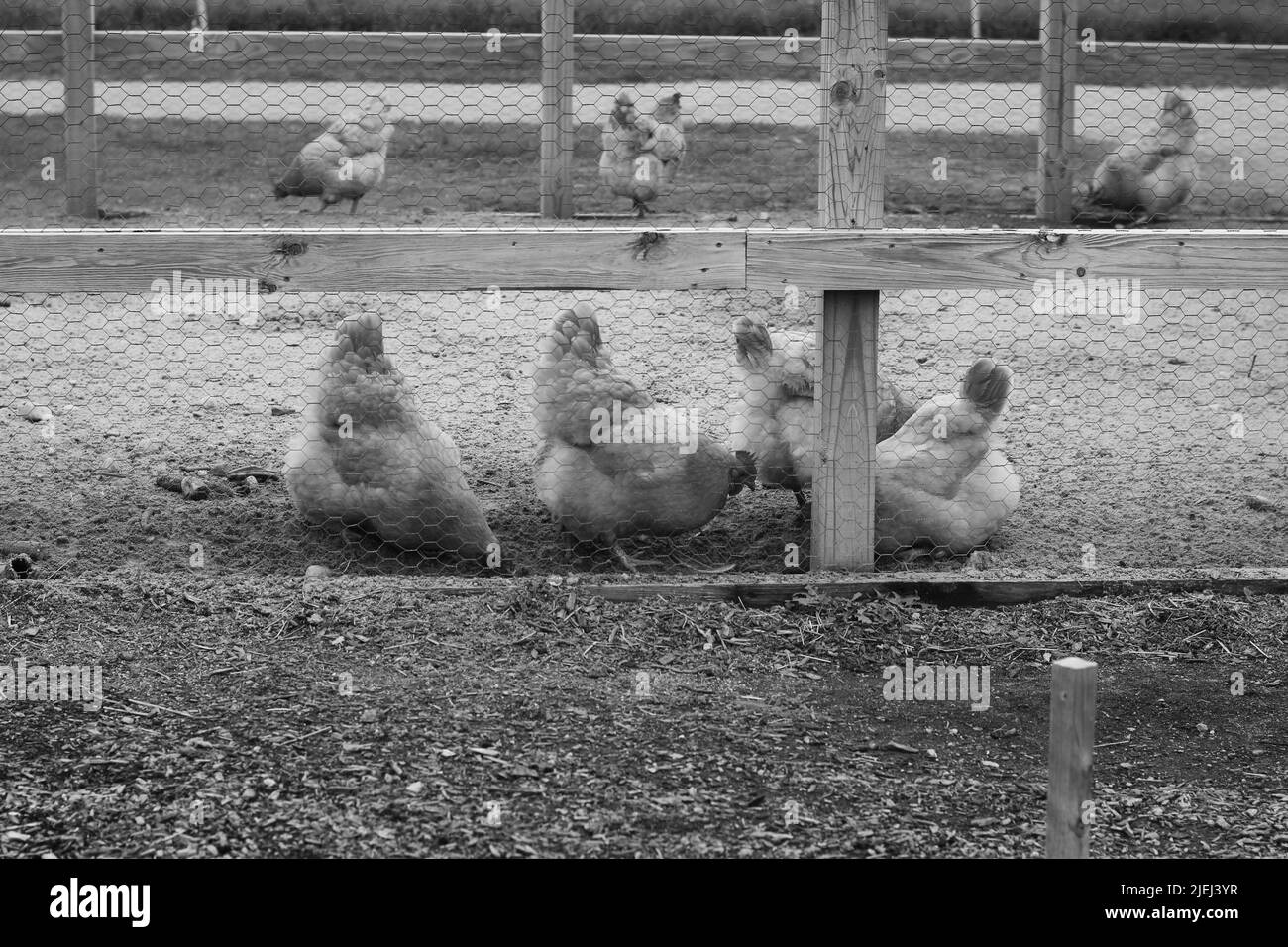 Des poulets de plein champ errant la cour de la ferme en noir et blanc. Banque D'Images
