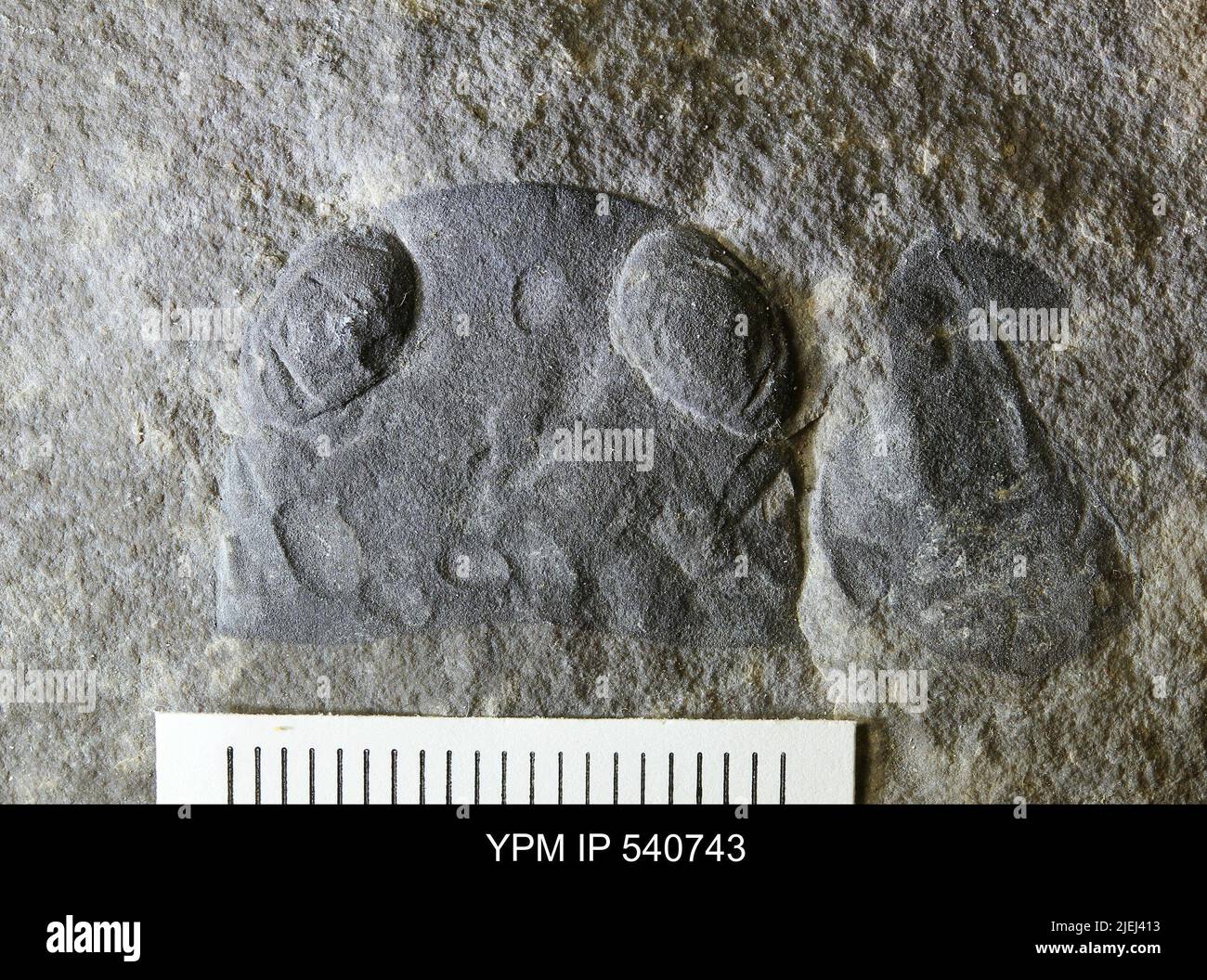 Pterygotus (Acutiramus) macrophthalmus (Hall). Banque D'Images