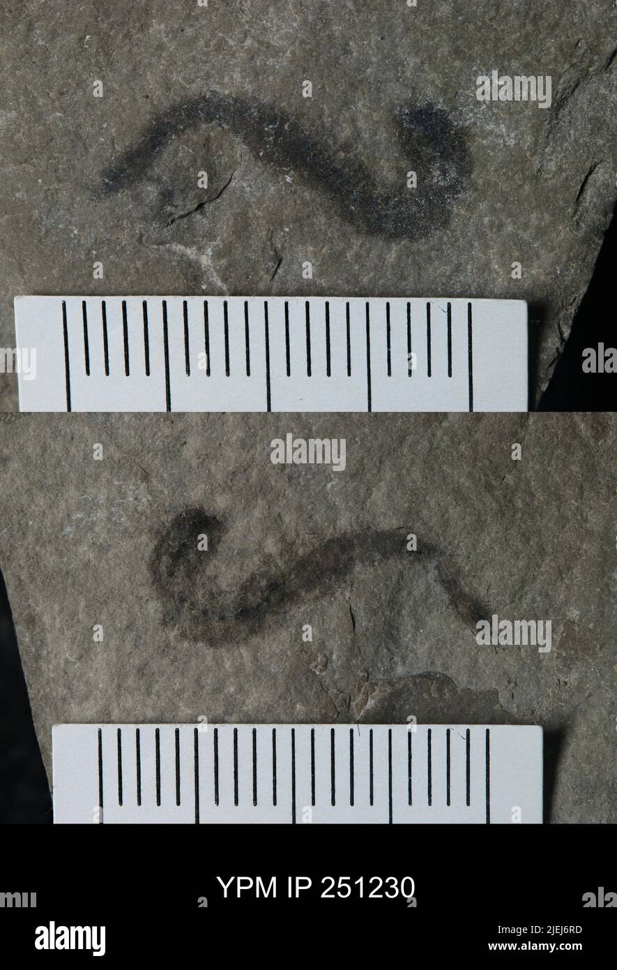 Annelida. Banque D'Images