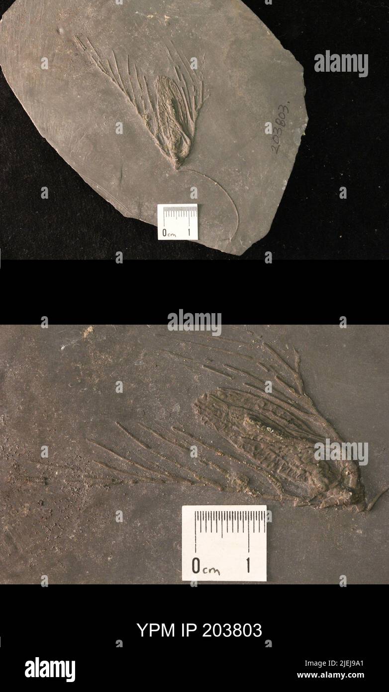 Rhadinocrinus sp. Banque D'Images