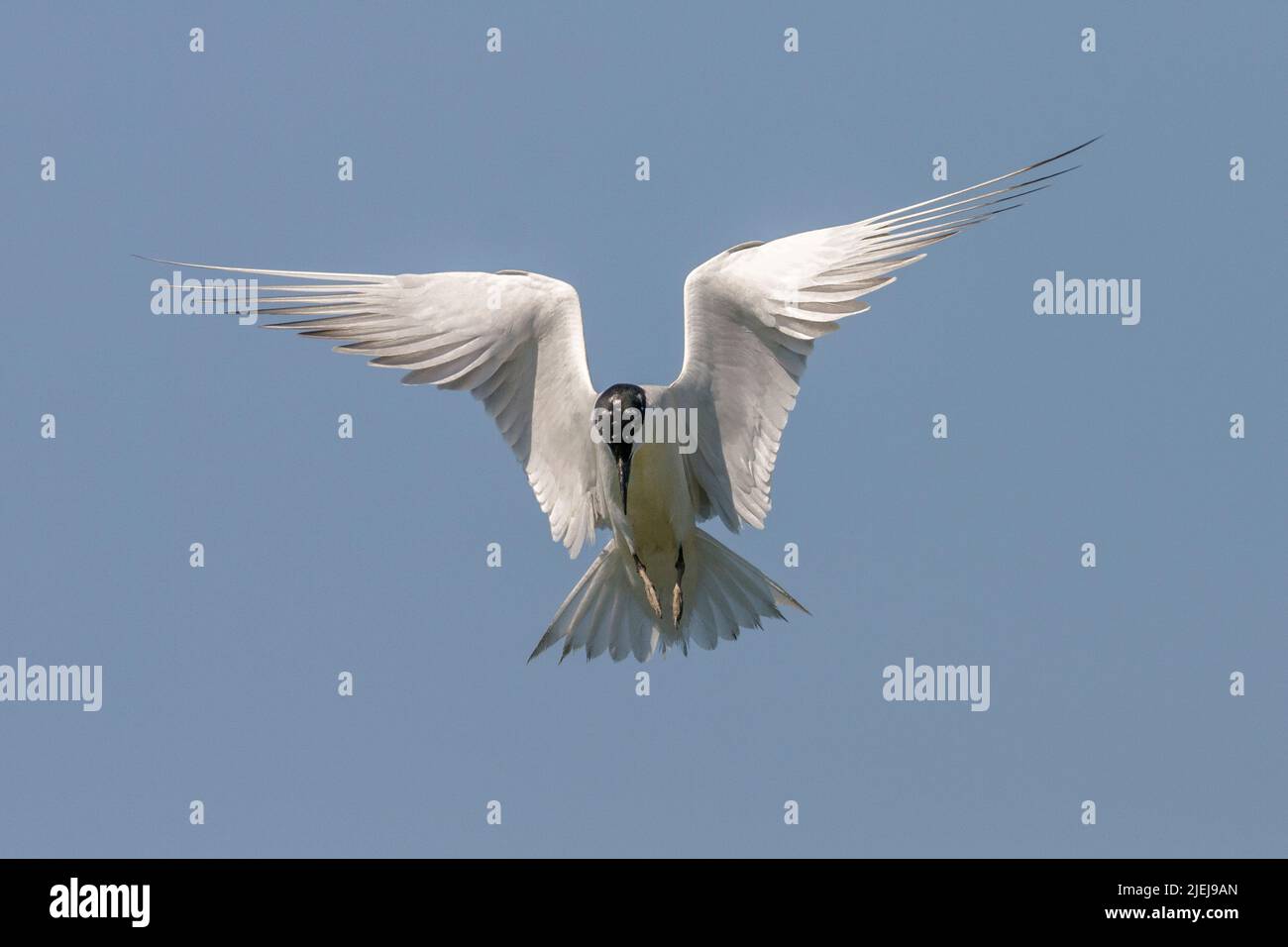 Gull-billed Tern, Gelochelidon nilotica, en vol Banque D'Images