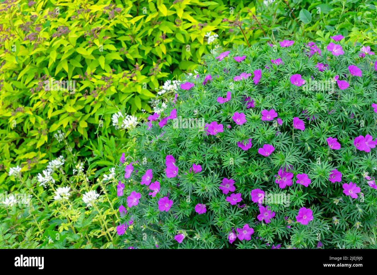 Géranium (Geranium sanguineum), également connu sous le nom de crâne rouge de sang, dans un jardin ornemental. Banque D'Images