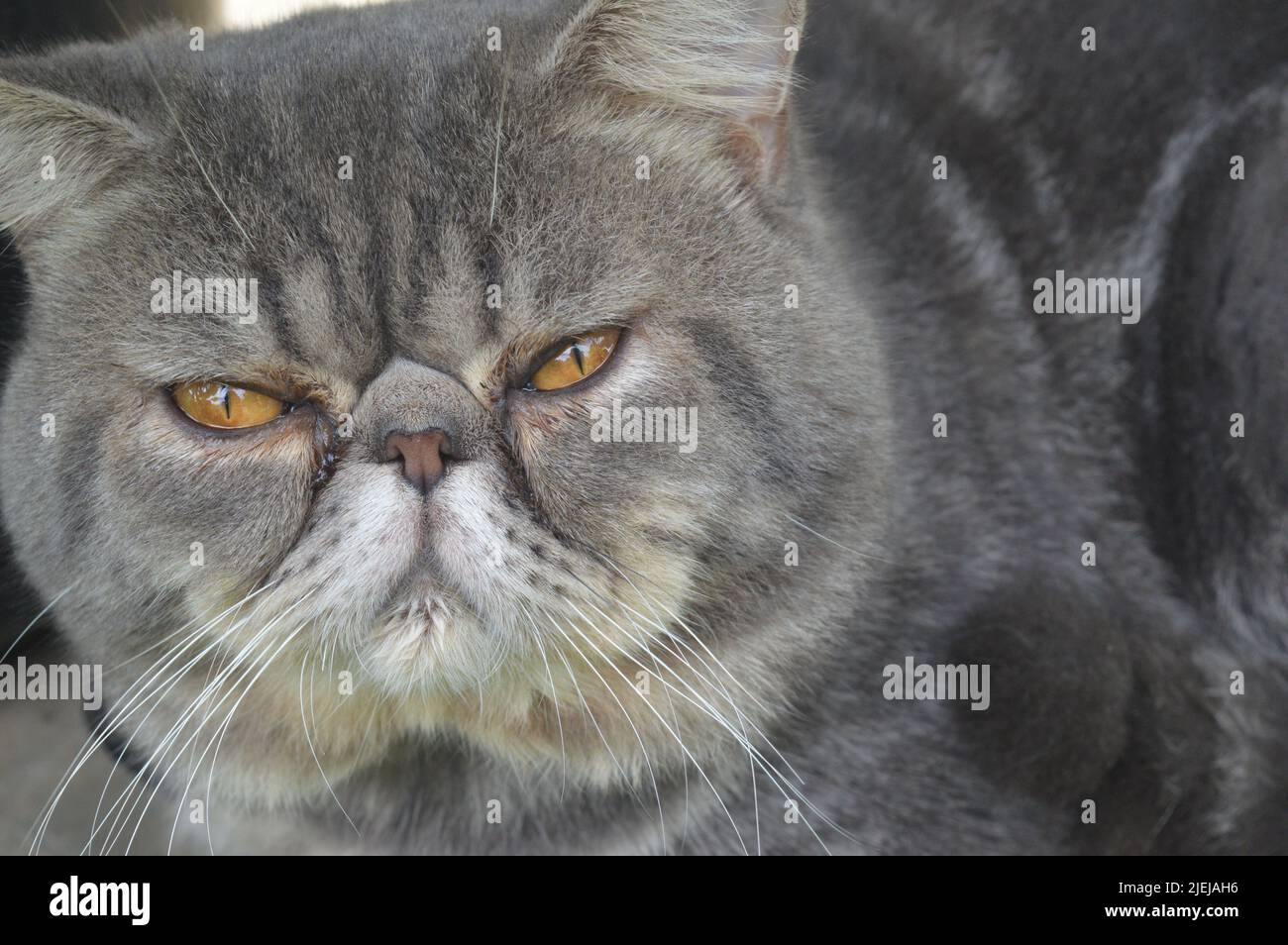 Gros plan du chat court-circuité Banque D'Images