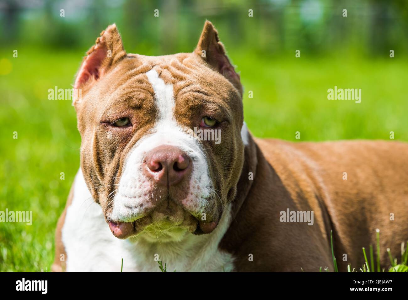 Le chien Bully américain de couleur chocolat est sur l'herbe verte Banque D'Images