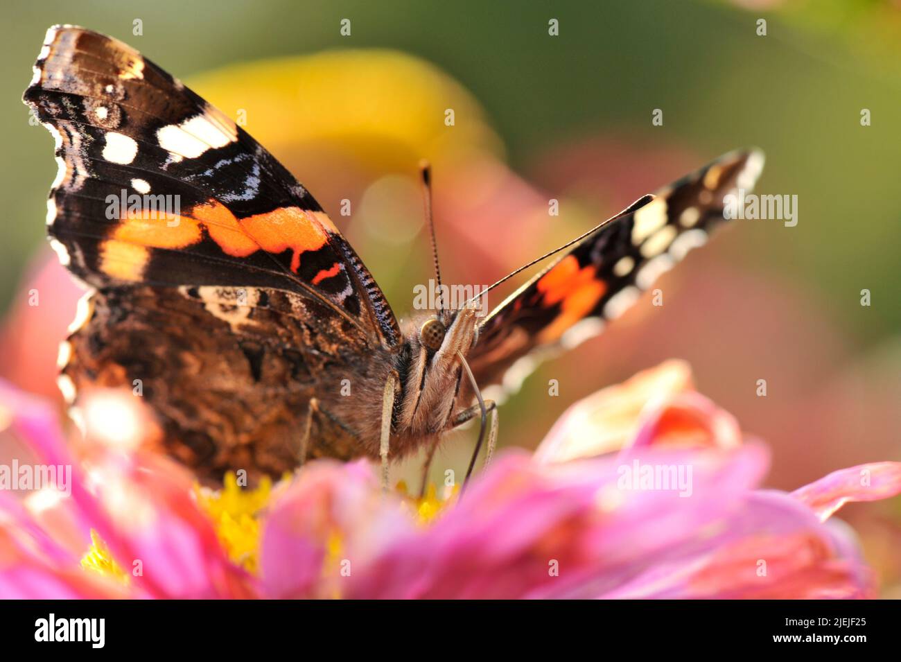 Gros plan de Vanessa atalanta, le papillon de l'amiral rouge alimentant le nectar sur la fleur Banque D'Images