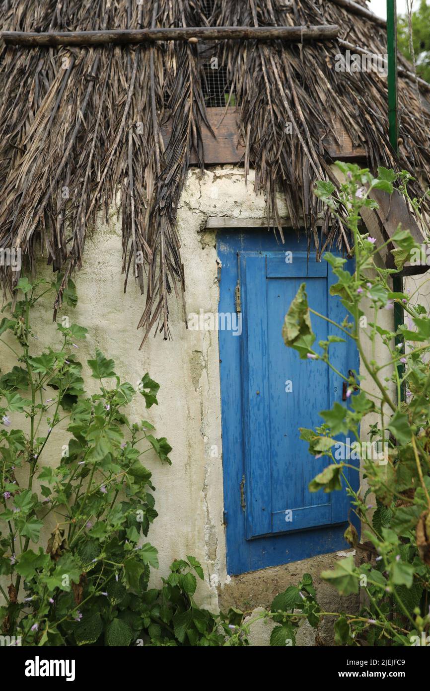 Cabane de jardin avec toit de foin, porte bleue et végétation poussant sur le mur Banque D'Images