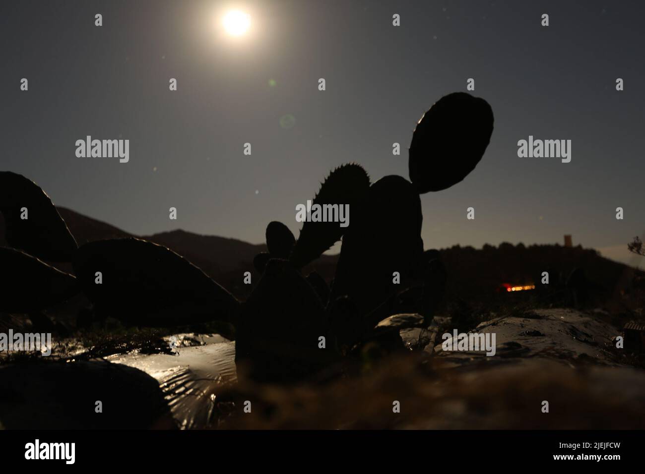 Champ de cactus sous la pleine lune. Terrain de permaculture en plastique au pied des montagnes Banque D'Images