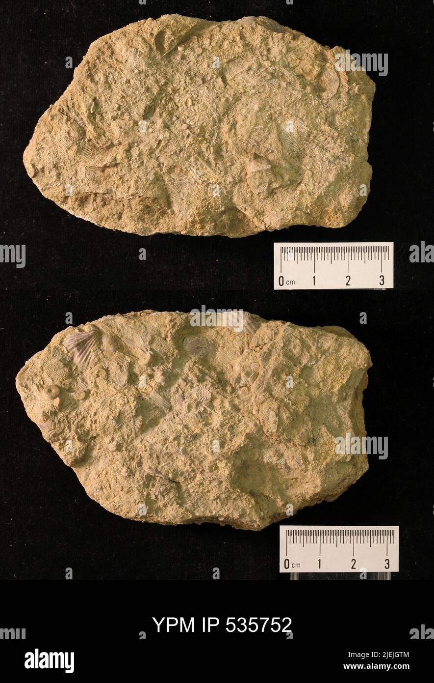 Fenestellidae; fragments de crinoïdes et. Banque D'Images