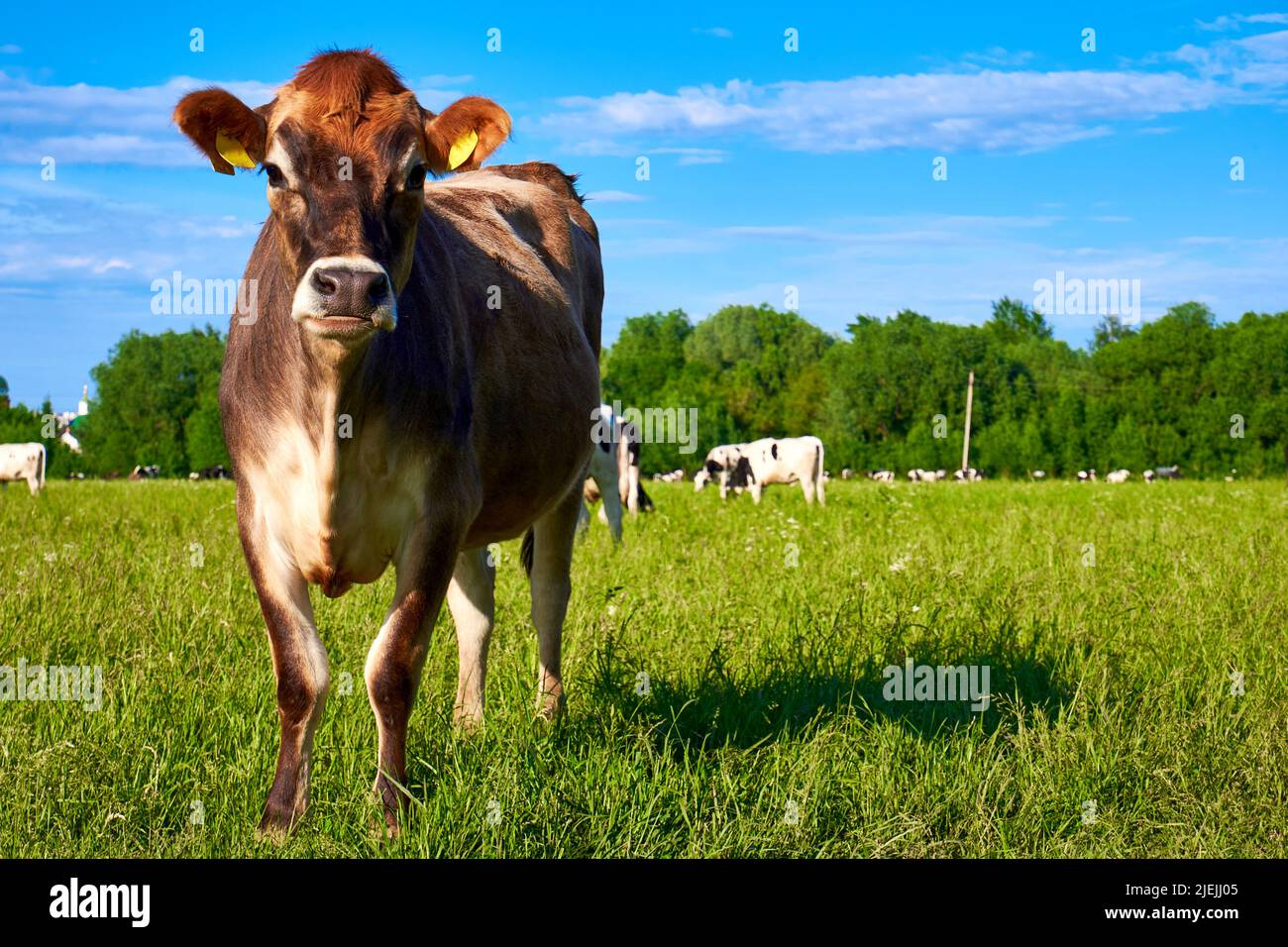 Jeune vache à l'autonomie libre. Vache brune regardant la caméra Banque D'Images
