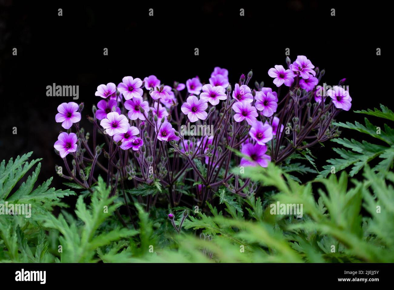 Le géranium Maderense, également connu sous le nom de géant Herb-Robert ou Madeira Cranesbill, est une plante à fleurs originaire de l'île portugaise de Madère. Banque D'Images