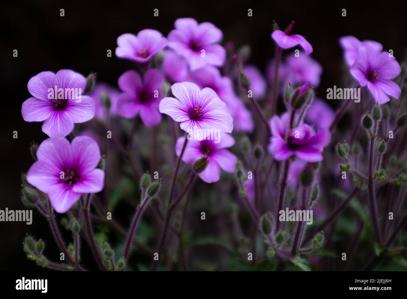 Le géranium Maderense, également connu sous le nom de géant Herb-Robert ou Madeira Cranesbill, est une plante à fleurs originaire de l'île portugaise de Madère. Banque D'Images