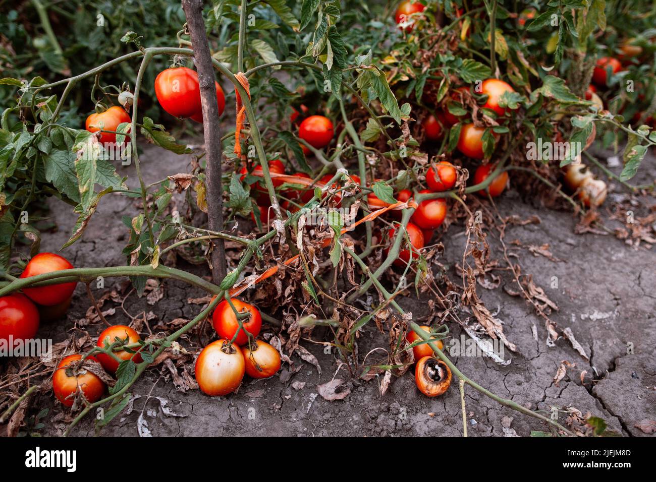 Agriculture plante de tomatoe séchée à la dépouille d'été Banque D'Images