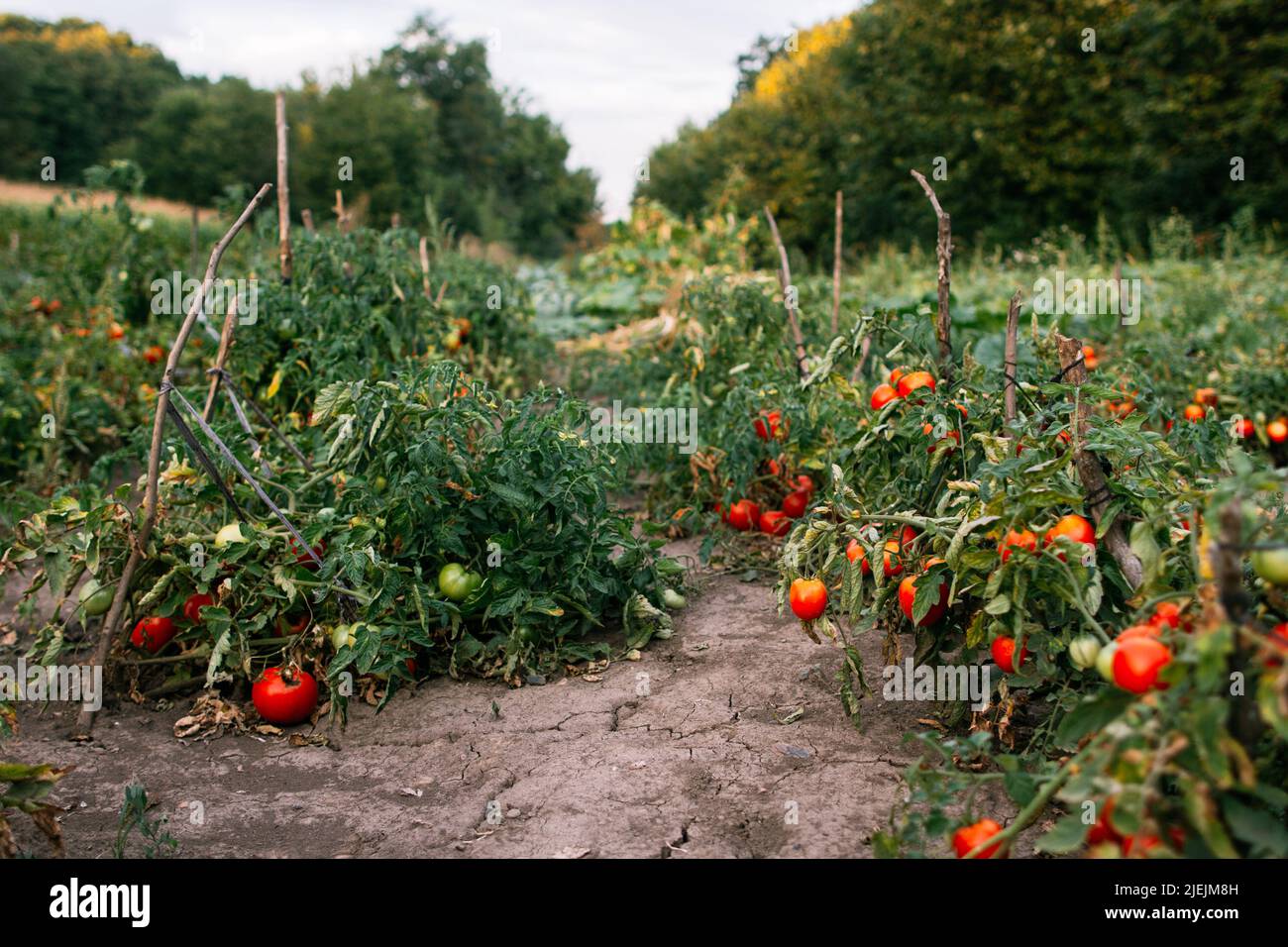 Agriculture jardinage pays de vie rangs tomate mûre Banque D'Images