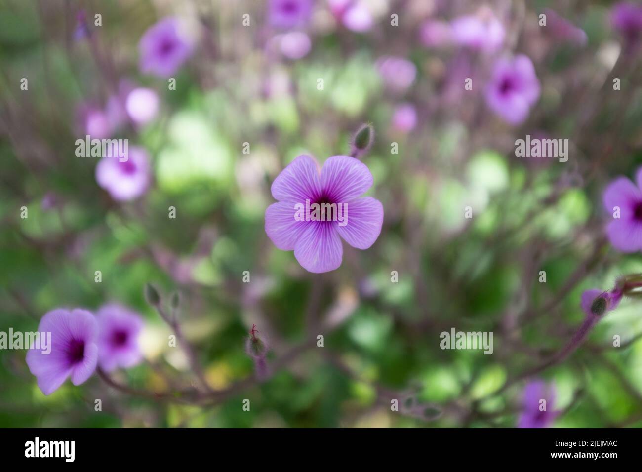 Le géranium Maderense, également connu sous le nom de géant Herb-Robert ou Madeira Cranesbill, est une plante à fleurs originaire de l'île portugaise de Madère. Banque D'Images