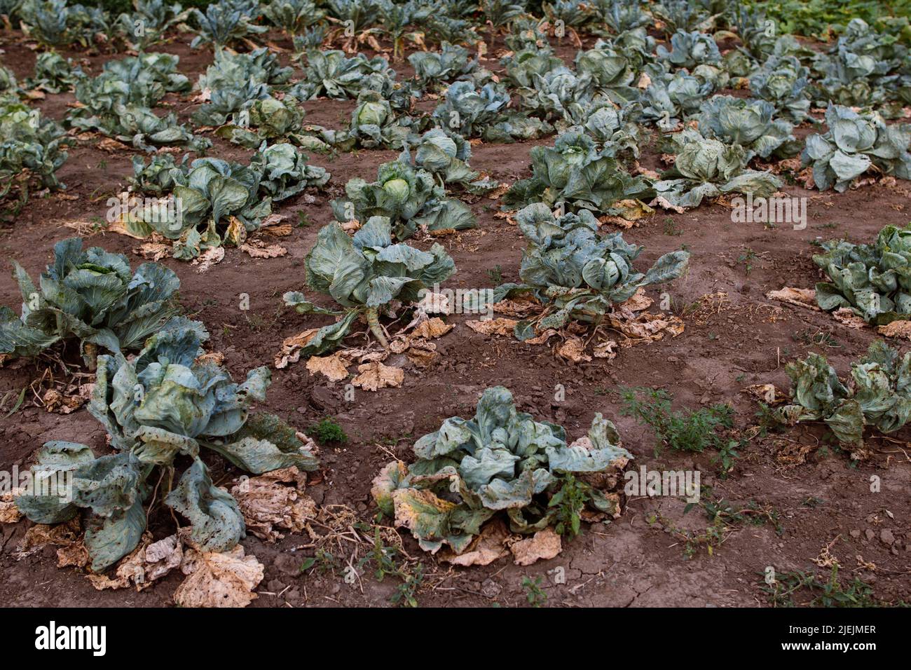 Agriculture jardinage pays de vie rangs chou Banque D'Images