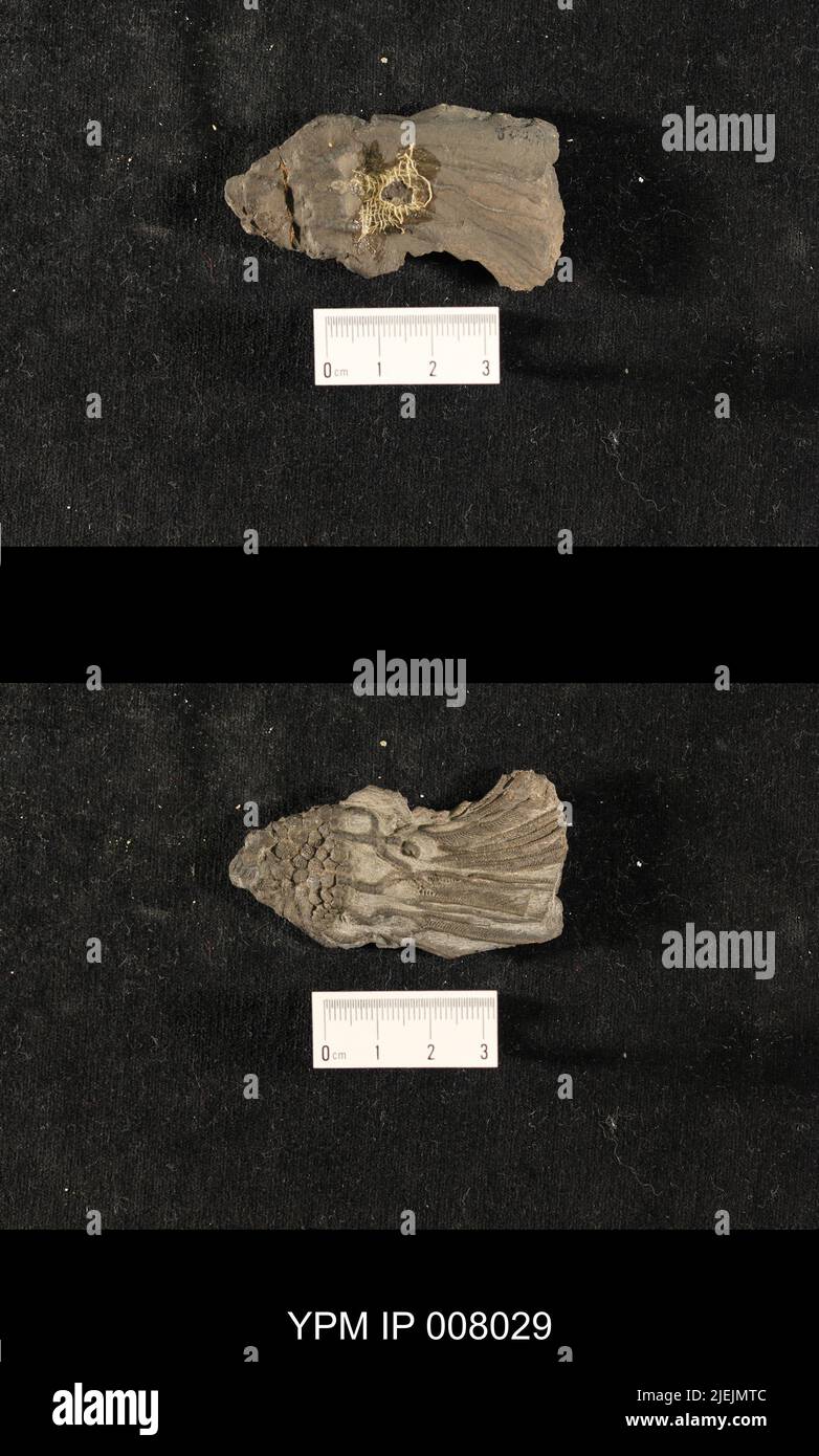 Billings de Glyptocrinus ramulosus. Banque D'Images