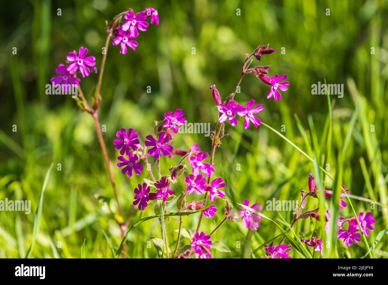 Fleurs rouges de campion sur un pré Banque D'Images