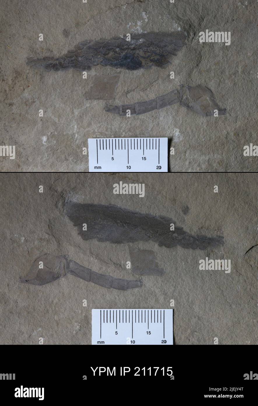 Pterygotus (Acutiramus) macrophthalmus (Hall). Banque D'Images