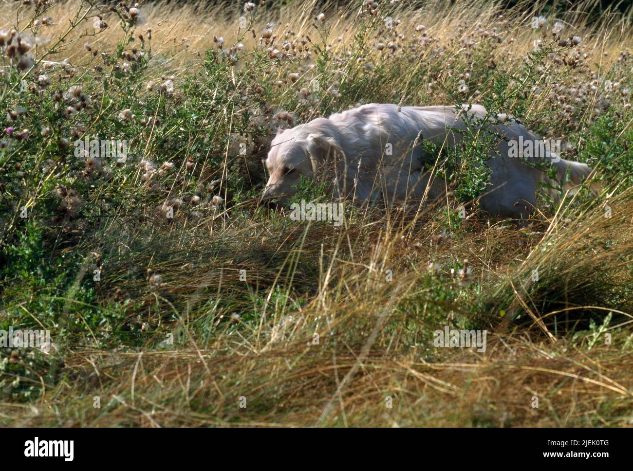Golden Retriever à la recherche d'animaux à long Grass Surrey Englandd Banque D'Images