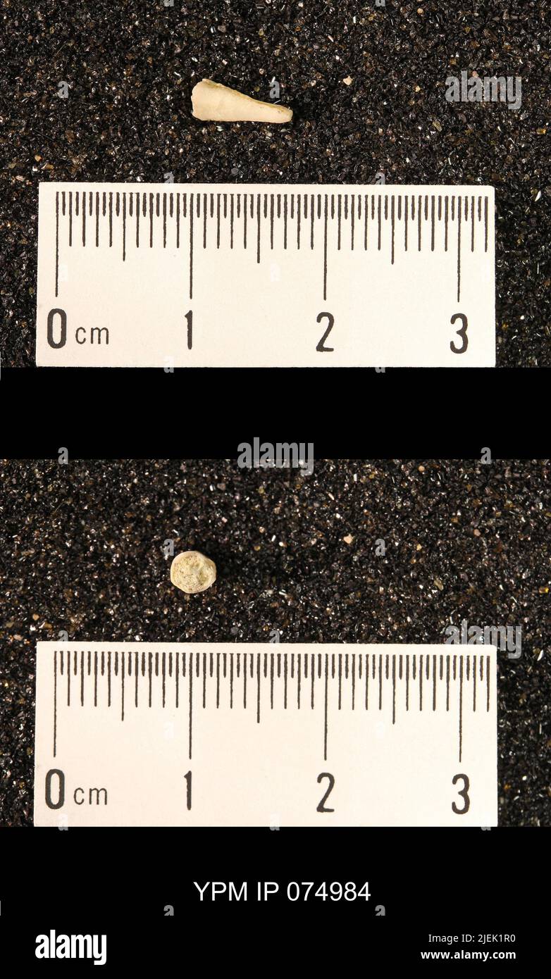 Troostocrinus rheinwardti. Banque D'Images