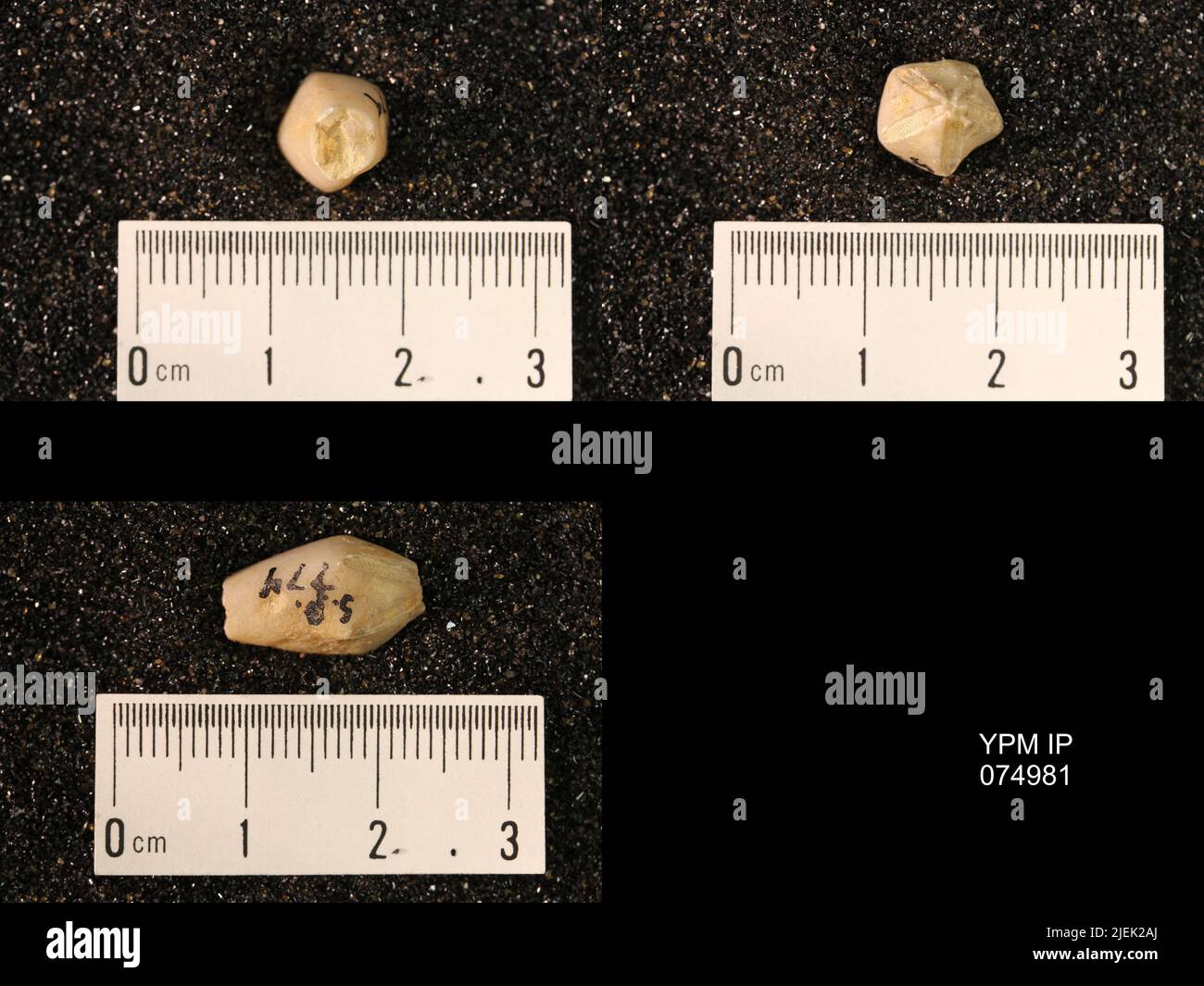 Troostocrinus rheinwardti. Banque D'Images