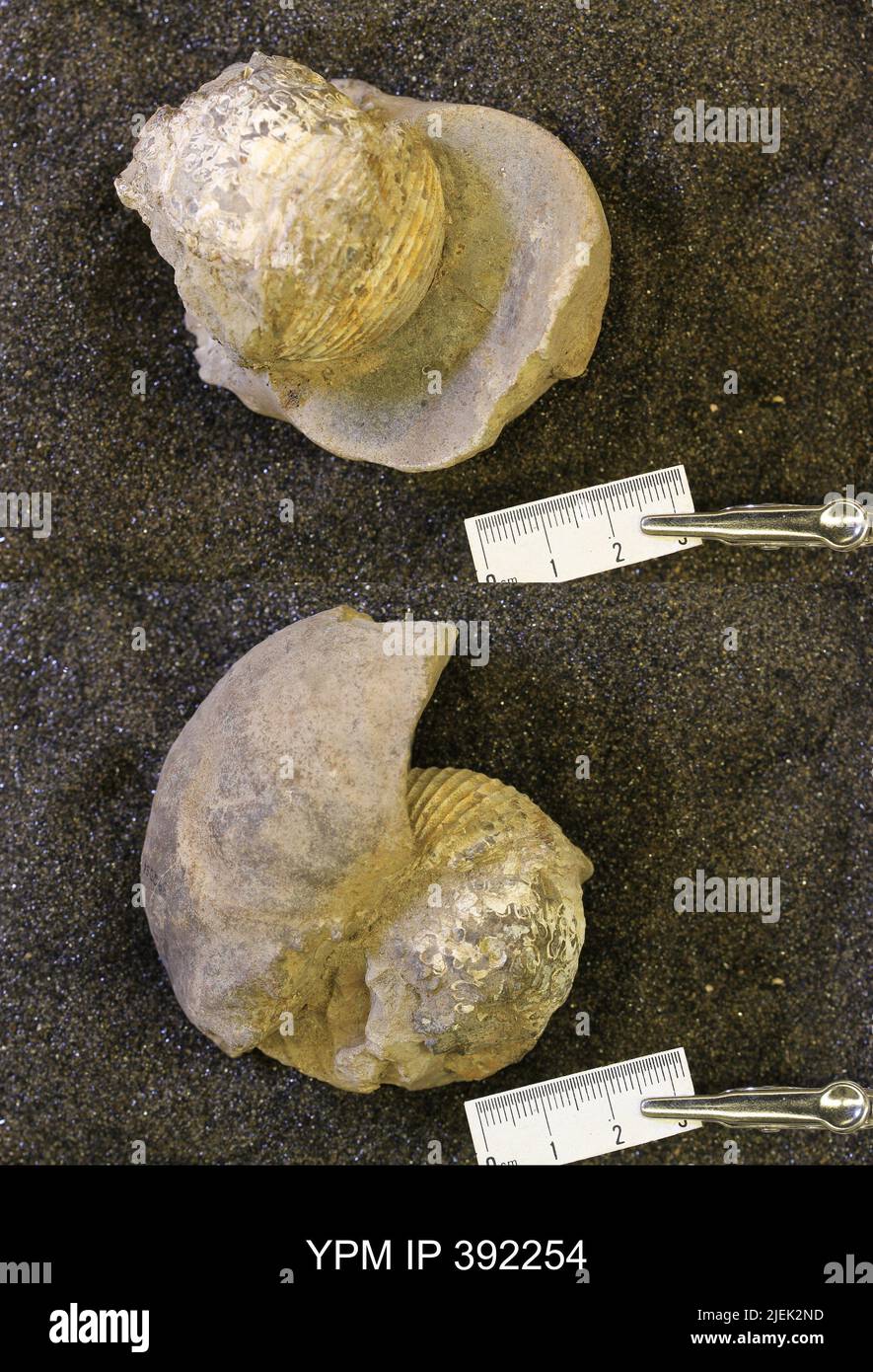 Scaphitidae. Banque D'Images