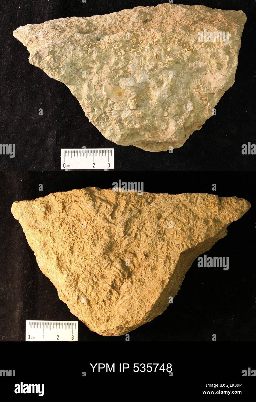 Fenestellidae; fragments de crinoïdes et. Banque D'Images