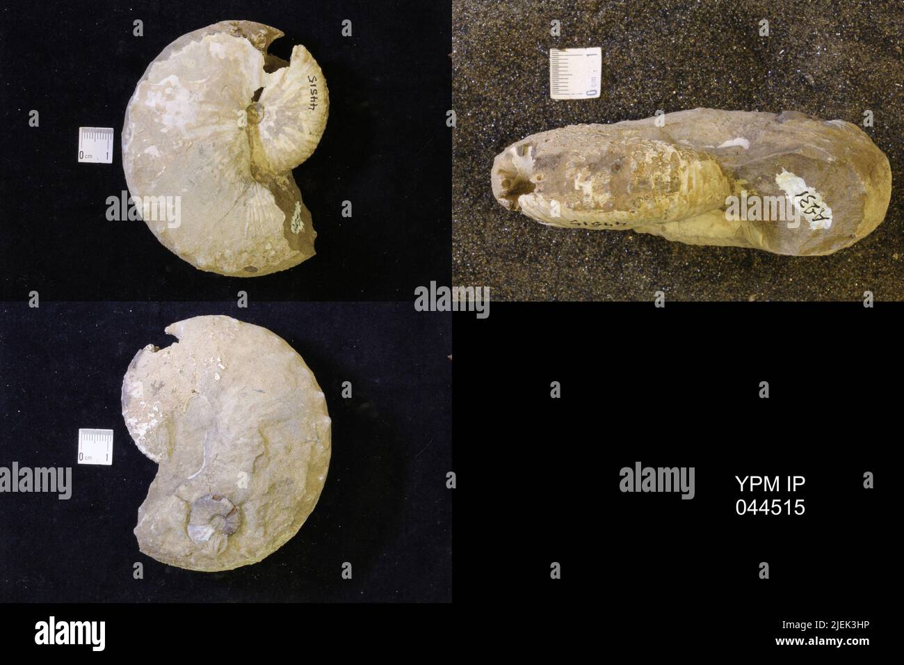 Jeletzkytes spedeni Landman & Waage. Banque D'Images