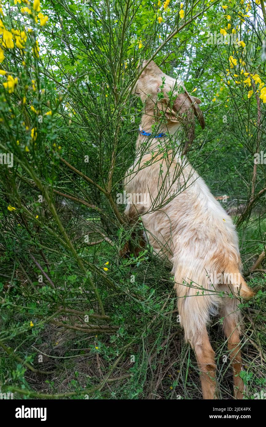 Issaquah, Washington, États-Unis. Une race rare du patrimoine, Golden Gurnsey billy chèvre, debout sur les pattes arrière manger un arbuste Scotch Broom. Banque D'Images