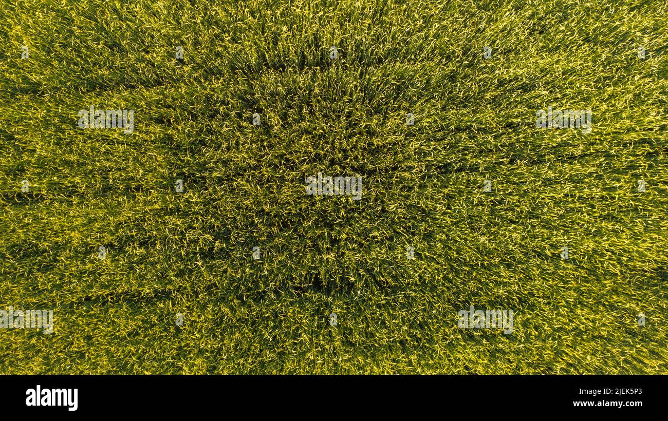 Vue aérienne tir de drone gros plan des épis de blé vert et doré sur le terrain, vue de dessus. Toile de fond des épis de mûrissement du champ de blé jaune. Photo de haute qualité Banque D'Images