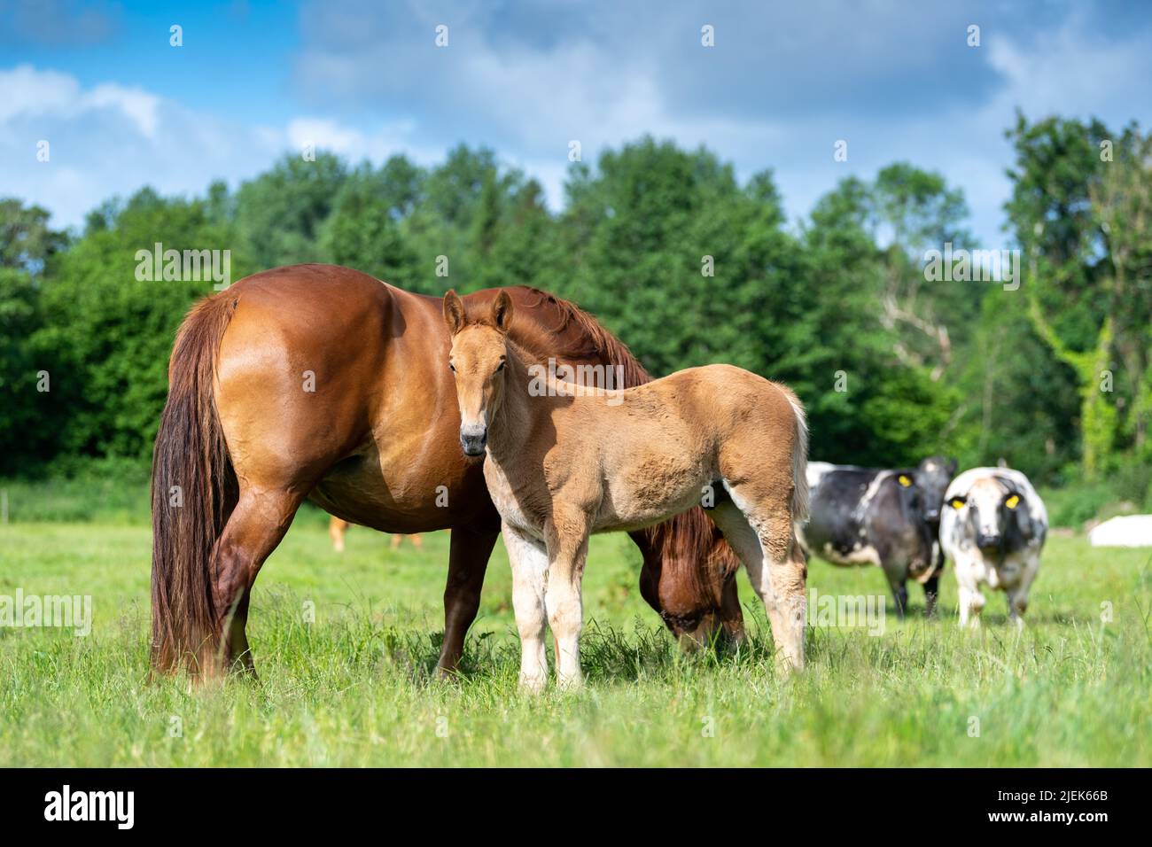 Le Suffolk Punch est un cheval de chasse, aujourd'hui rare, avec son poulain. Somerset, Royaume-Uni. Banque D'Images