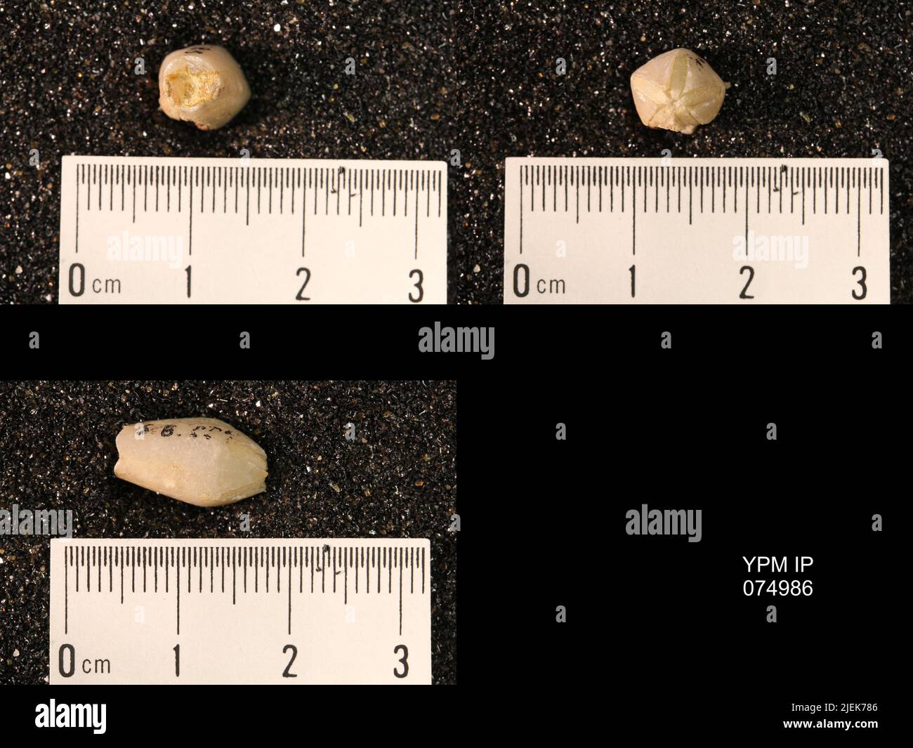 Troostocrinus rheinwardti. Banque D'Images