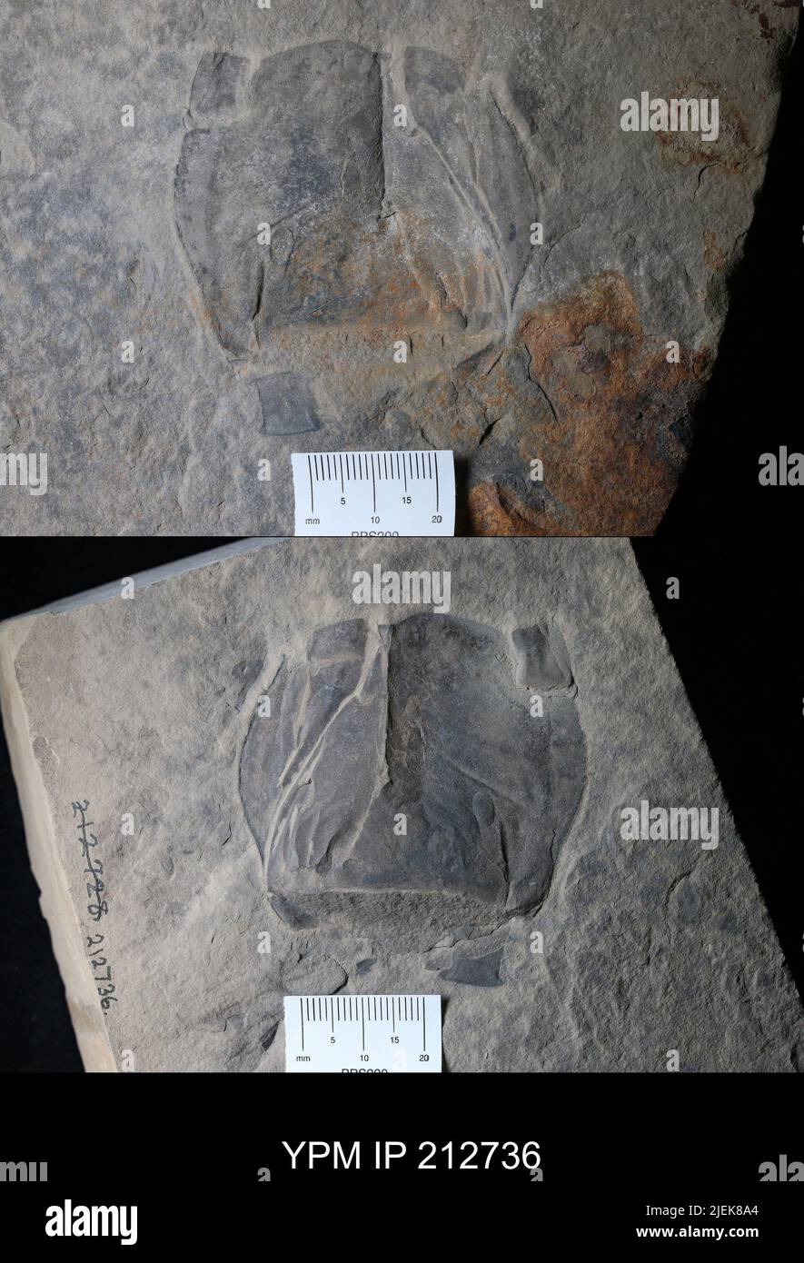 Pterygotus (Acutiramus) macrophthalmus (Hall). Banque D'Images