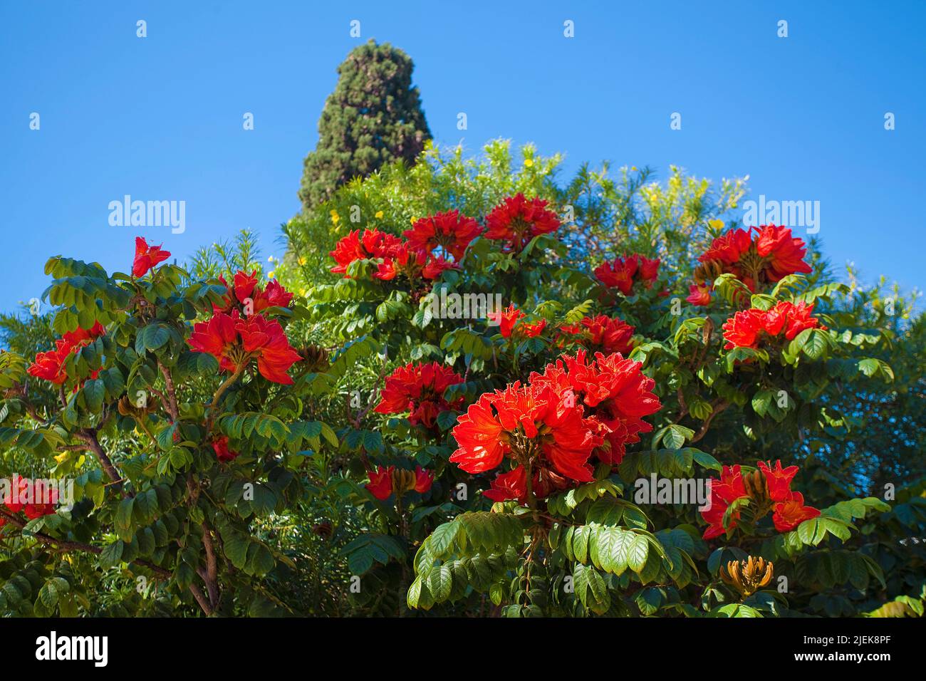 Fleurs d'un flamboyant, arbre de flamme (Delonix regia), Porto Rico, Grand Canary, îles Canaries, Espagne, Europe Banque D'Images