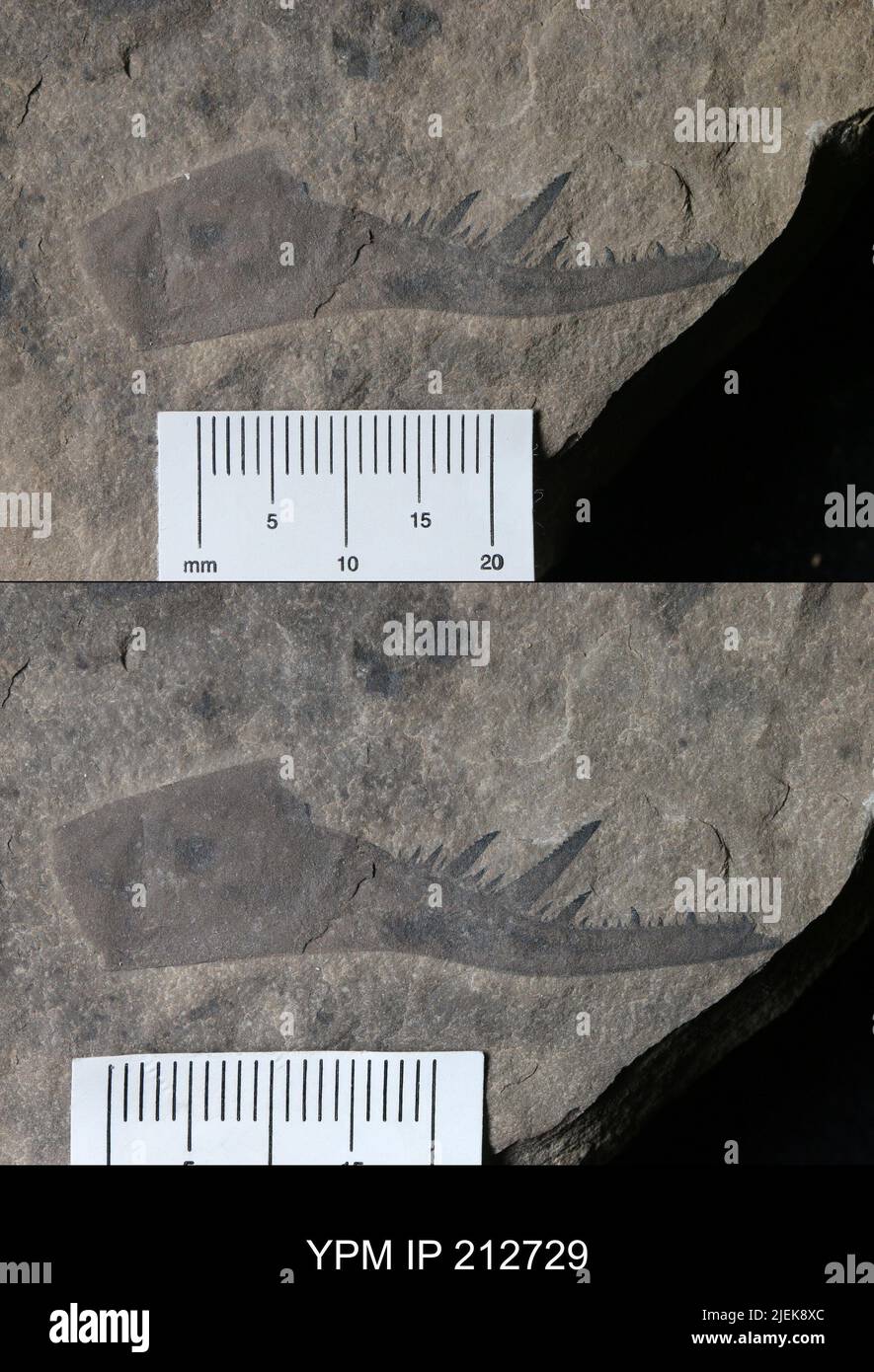 Pterygotus (Acutiramus) macrophthalmus (Hall). Banque D'Images