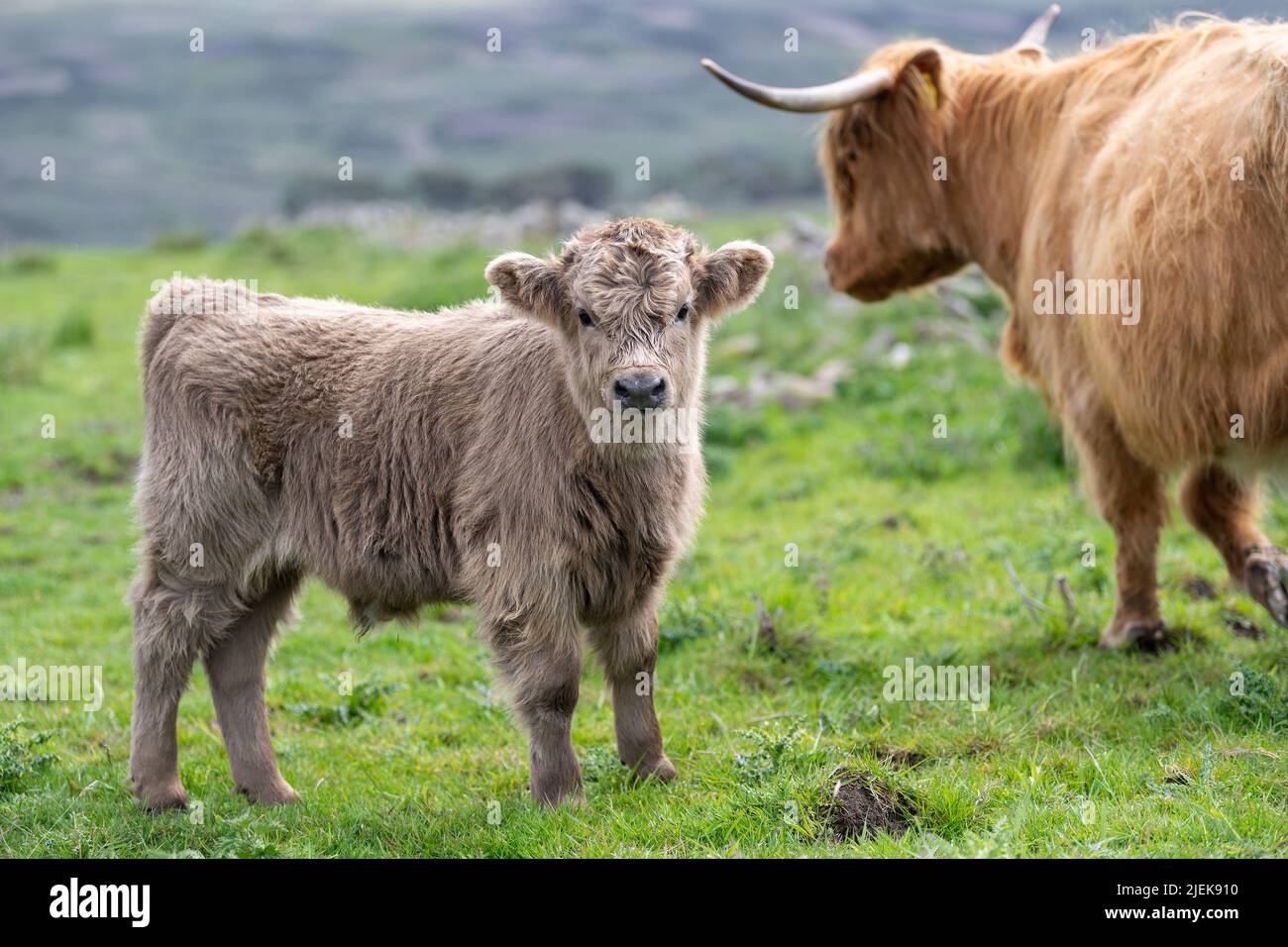 Bovins des Highlands sur des terres marginales dans les Pennines du Nord près d'Alston, Cumbria, Royaume-Uni. Banque D'Images