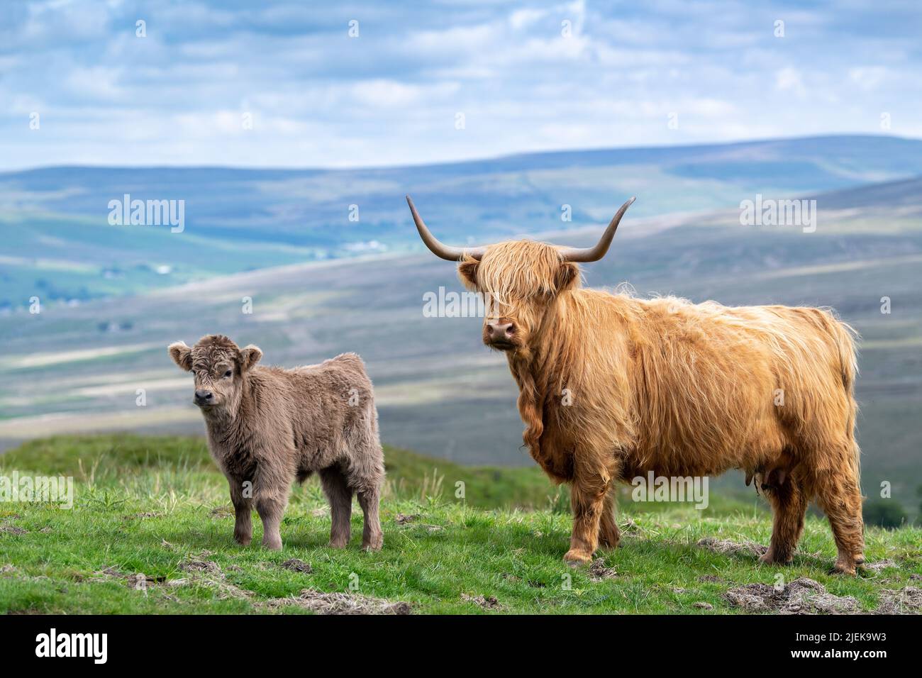 Bovins des Highlands sur des terres marginales dans les Pennines du Nord près d'Alston, Cumbria, Royaume-Uni. Banque D'Images