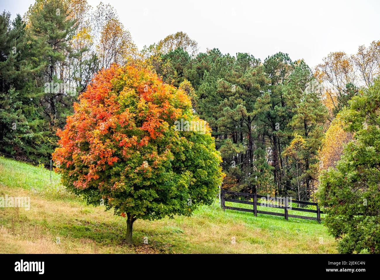 Érable rouge orange jaune coloré avec feuilles de feuillage d'automne dans la campagne d'automne à Charlottesville, dans le comté d'Albemarle en Virginie ferme avec tourniquet Banque D'Images