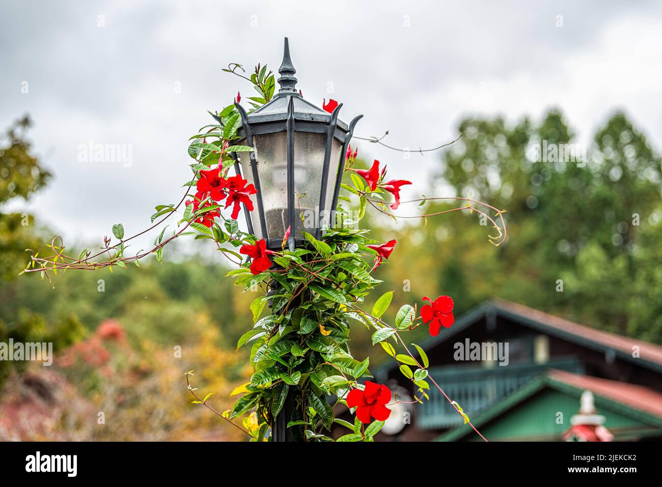 Village bavarois d'Helen, Géorgie maison traditionnelle de construction d'architecture en arrière-plan avec poteau de lampe et brésilien jasmin rouge décorations de fleur a Banque D'Images