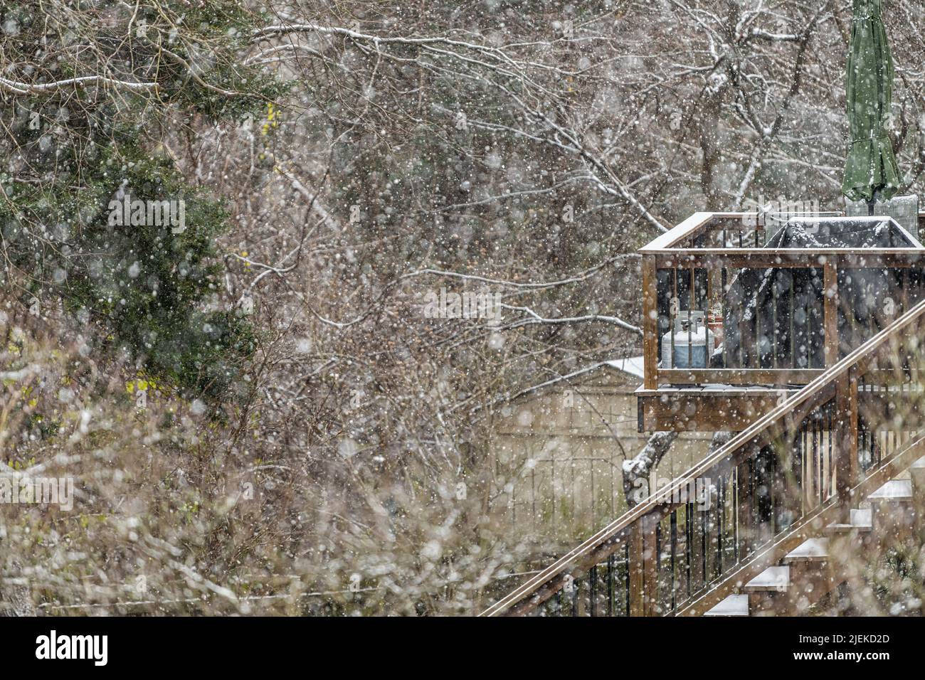 Terrasse en bois avec escaliers de maison couverts de neige blanche pendant la tempête de neige lourde par les arbres de forêt avec vue à travers les branches dans l'arrière-cour Banque D'Images