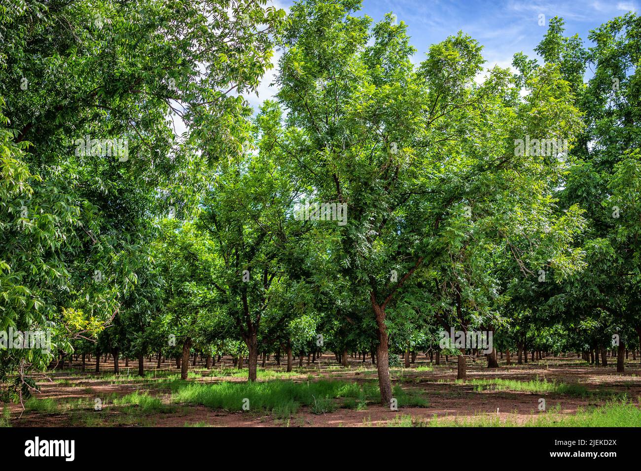 La Luz, ville du Nouveau-Mexique près d'Alamogordo avec de grands arbres de pistachio en croissance et personne pendant la journée ensoleillée d'été et le sol rouge Banque D'Images