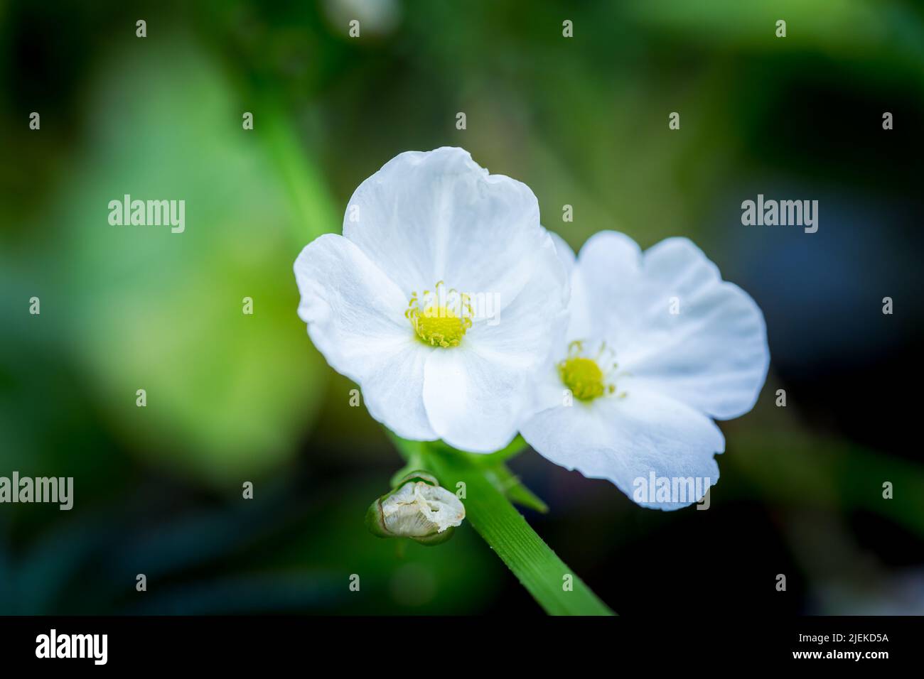 Sagittaria lancifolia L. ALISMATACEAE plantes à fleurs d'eau douce Focus fleurs jaunes sélectionnées de fleurs blanches. Banque D'Images