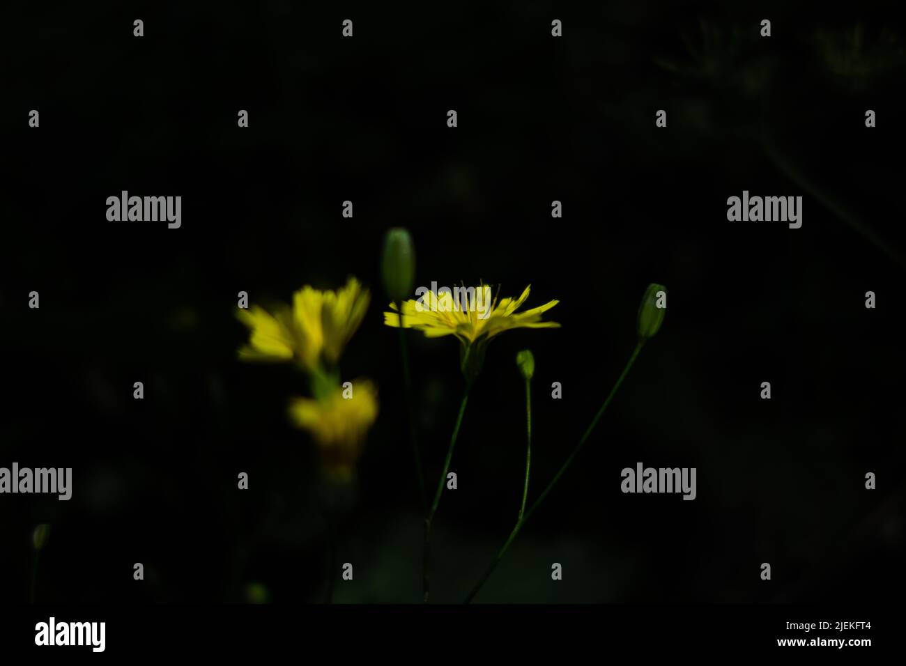 plusieurs fleurs et bourgeons pissenlits jaunes isolés sur un fond noir naturel Banque D'Images