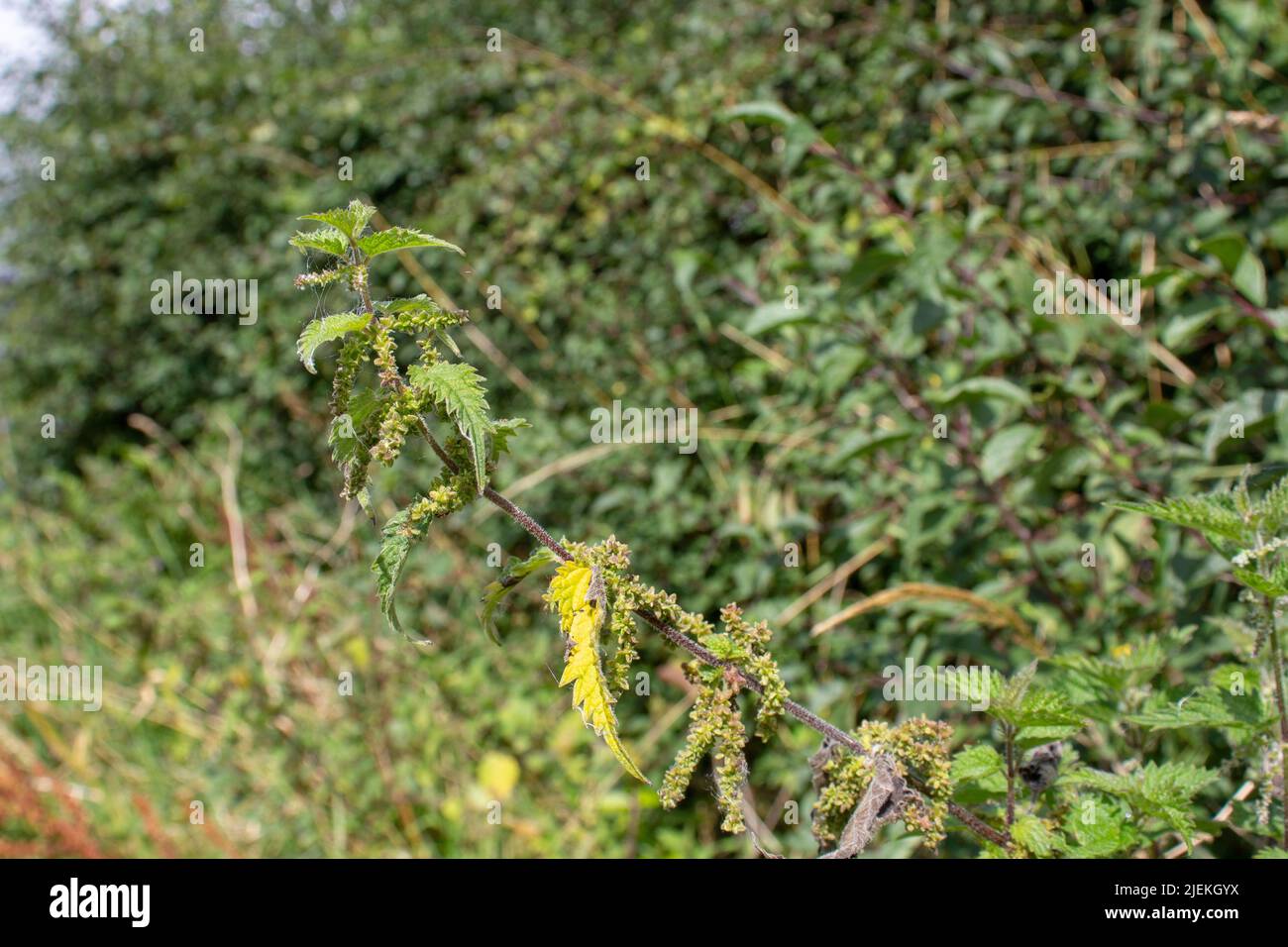 Tige unique d'une ortie à tige commune (Urtica dioica) isolée sur un fond de couverture vert naturel Banque D'Images