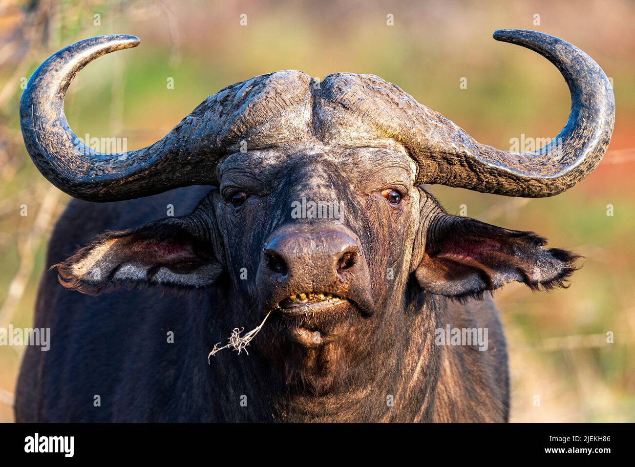 Buffle du Cap (Syncerus caffer) de Zimanga, Afrique du Sud. Banque D'Images