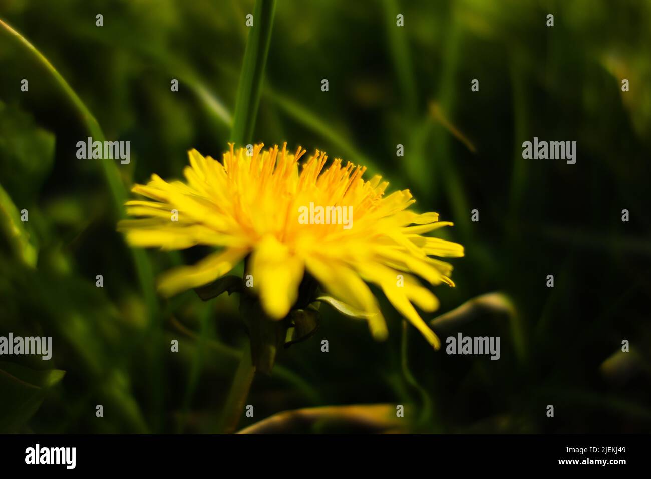La tête de fleur jaune vif du pissenlit commun (Taraxacum officinale) isolé sur un fond vert naturel Banque D'Images