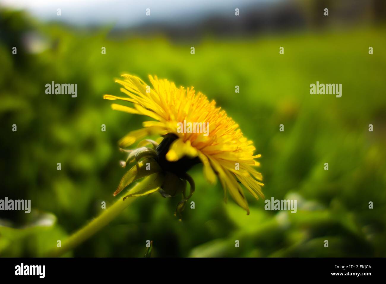 La tête de fleur jaune vif du pissenlit commun (Taraxacum officinale) isolé sur un fond vert pâle naturel Banque D'Images