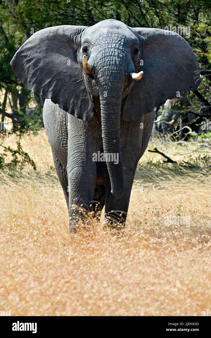 Jeune taureau en colère éléphant d'Afrique (Loxodonta africana) de Serengeti, Tanzanie. Banque D'Images