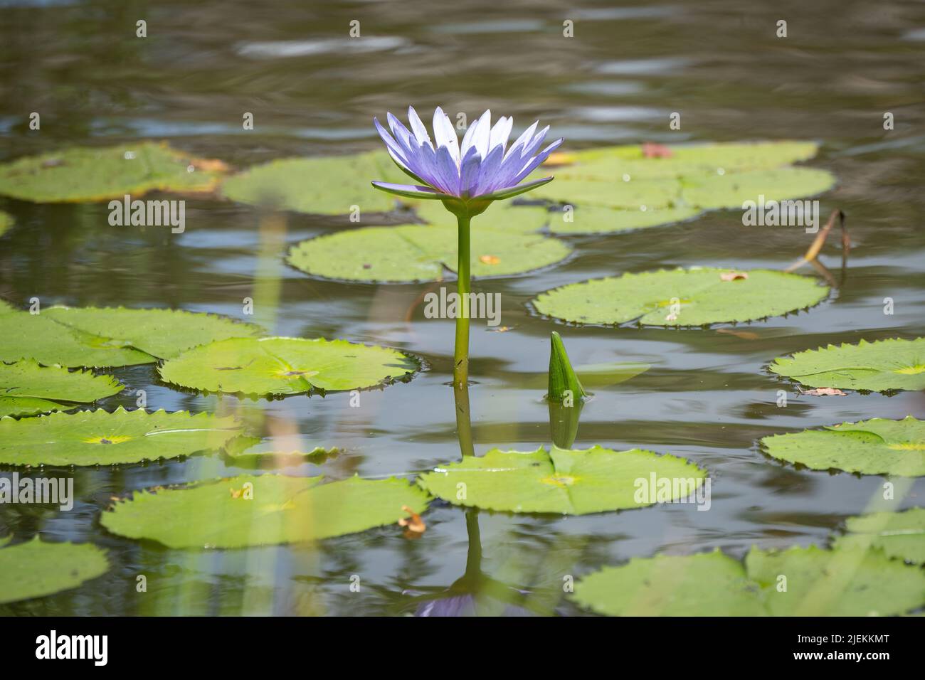 Nénuphar dans l'étang avec des coussins et fleur bleue/violette. Tanzanie. Photo: Garyroberts/worldwidefeatures.com Banque D'Images